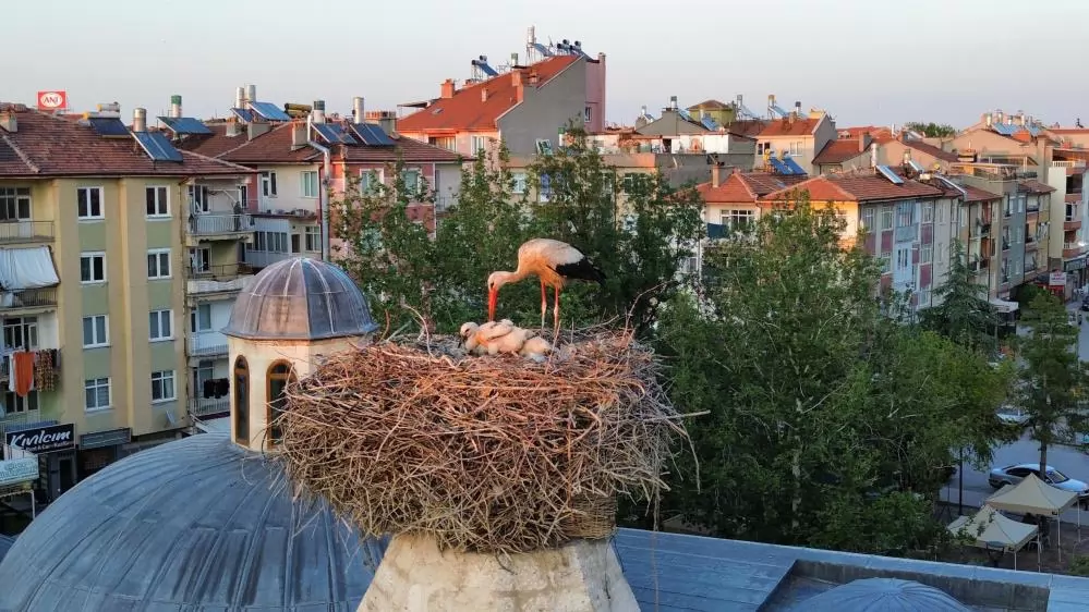 Tarihi Kümbetin Yeni Sakinleri: Leylekler Yavrularını Güvenle Büyütüyor