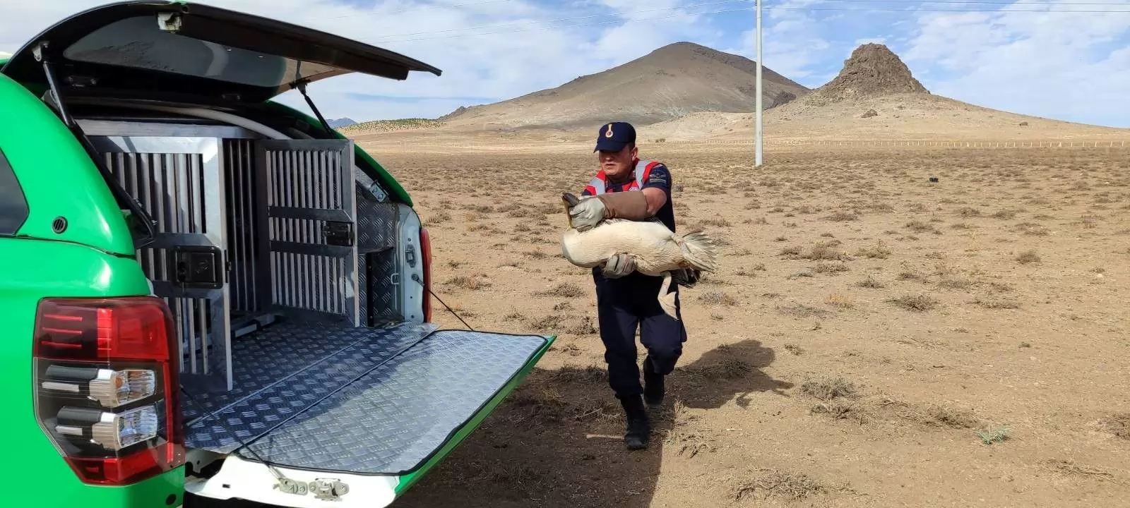 Karaman’da Yaralı Halde Bulunan 3 Pelikan Koruma Altına Alındı