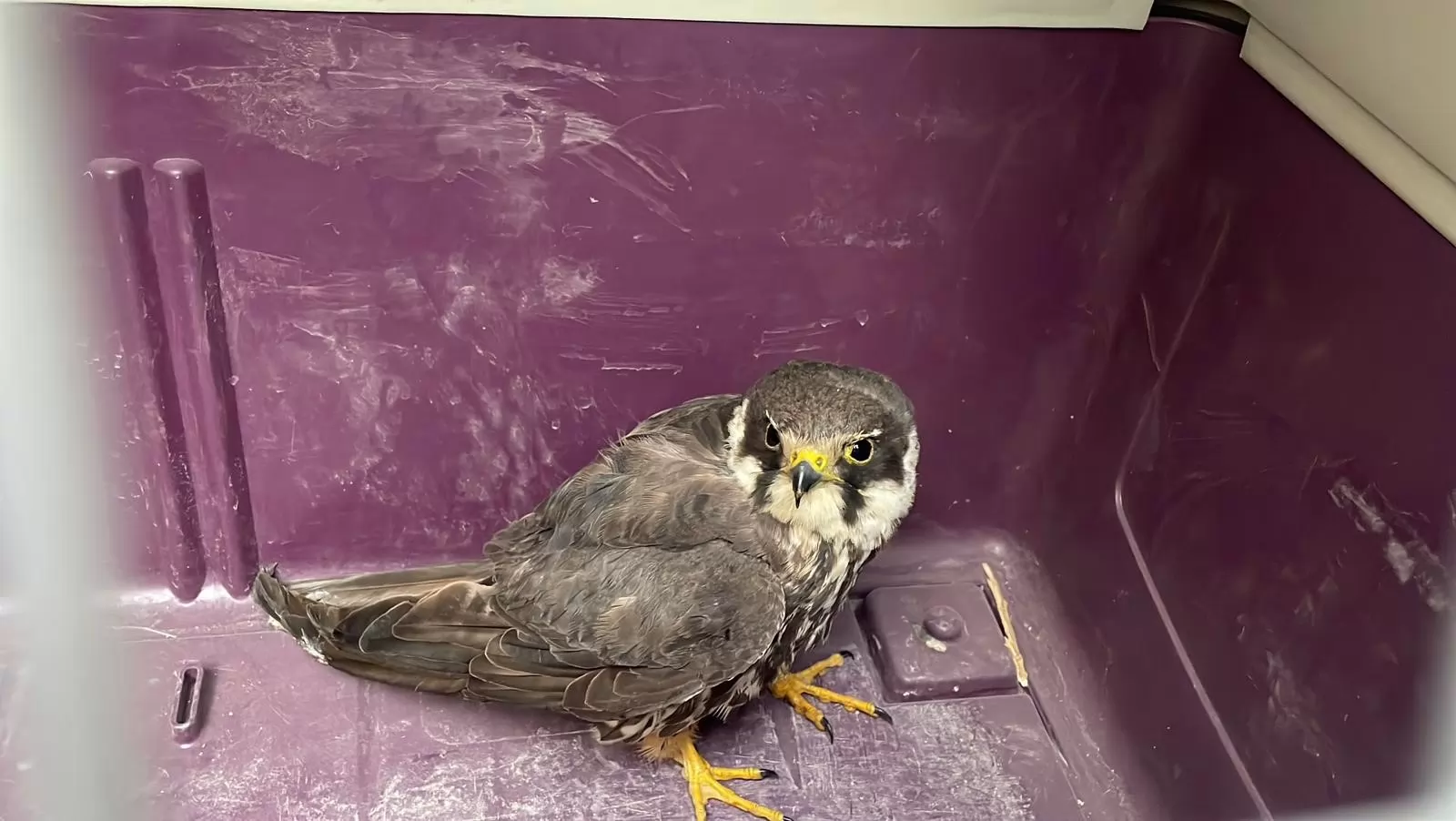 Karaman’da Yaralı Halde Bulunan Boz Doğan Koruma Altına Alındı